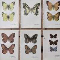 Image 2 of Planches De Papillons (Lot De 3)