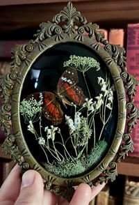 Image 2 of Mini Red Peruvian Butterfly Botanical Frame