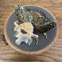 Image 2 of Snake skin vertebrae beetle (a, 4 inches)