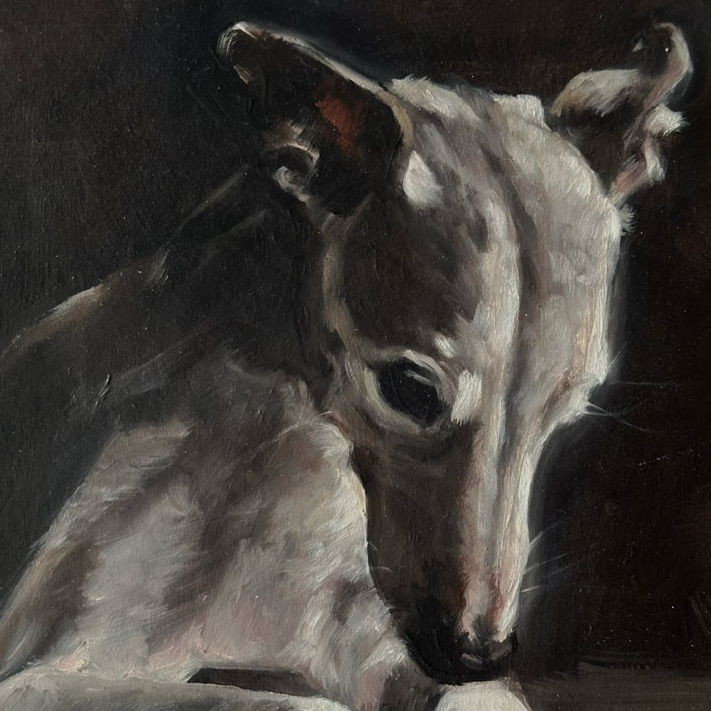 Image of white whippet 