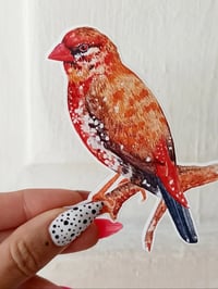Image 2 of Strawberry Finch Sticker 