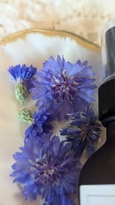 Image 4 of Cornflower Toner