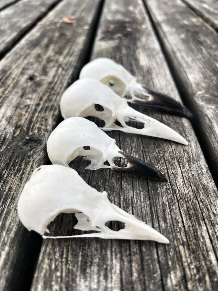 Image of Corvid Skull (Crow & Magpie