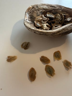 Image of Cobaea Scandens plant - white 