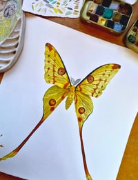 Image 2 of Comet Moth GOLDEN DUST COLLECTION ORIGINAL ARTWORK