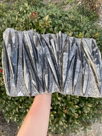 Image 1 of Orthoceras Slab