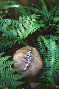 Secret Garden Fern 
