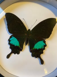 Image 2 of Papilio paris