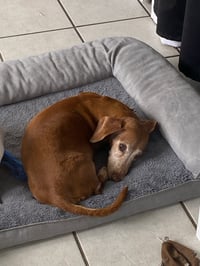 Image 8 of Halloweenies