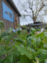 Image 2 of Bluebells : Mertensia platyphylla (subcordata)