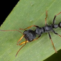 Myrmecia Pilosula