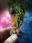 Flora