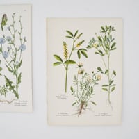 Image 3 of Planche De Botanique Plantes Médicinales 