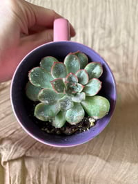Image 4 of Pulidos Echeveria in Disney Princess 'Aurora' Mug