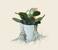 Image 1 of Air Plant Earrings