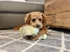 Fire Hose Dog Squeaky and Tug Toy