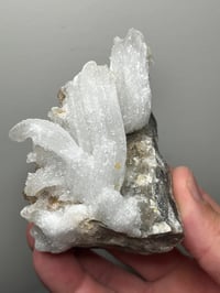 Image 6 of Ram’s Horn Selenite, Gypsum Specimen | Guizhou China #3048