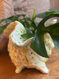 Image 4 of Mini Monstera in Glazed Conch Shell