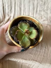 Image 3 of Chocolate Soldier kalanchoe in Handmade Glazed Pot