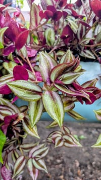 Image 4 of 10 Tradescantia Zebrina Cuttings – Unrooted