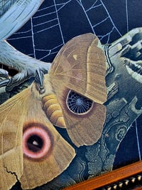 Image 5 of Vintage “Owl with Moth” - with preserved spider web