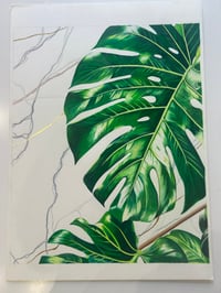 Image 1 of Monstera