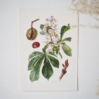 Image 5 of Planches De Botanique Tilleul, Erable, Frêne & Marronnier