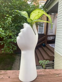 Image 6 of White Hand Gripping Dumb Cane Dieffenbachia