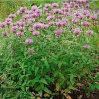 Bergamot Beebalm🐝 (Mondara Fistulosa)