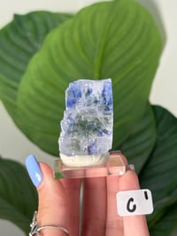 Image 3 of BLUE HALITES -TURKEY- LOT 1