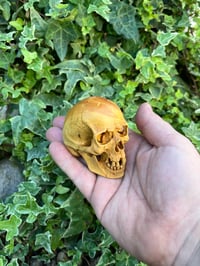 Image 4 of Boxwood Skull