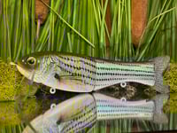 Full Size Floater - Striper ⛓️