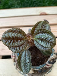 Image 2 of Ploynesian Ivy in Lighthouse Holder