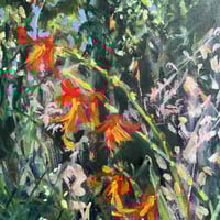 Image 1 of Montbretia