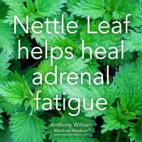 Image 5 of Organic Nettle Leaf Extract 