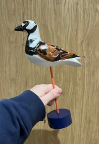 Image 1 of Ruddy Turnstone