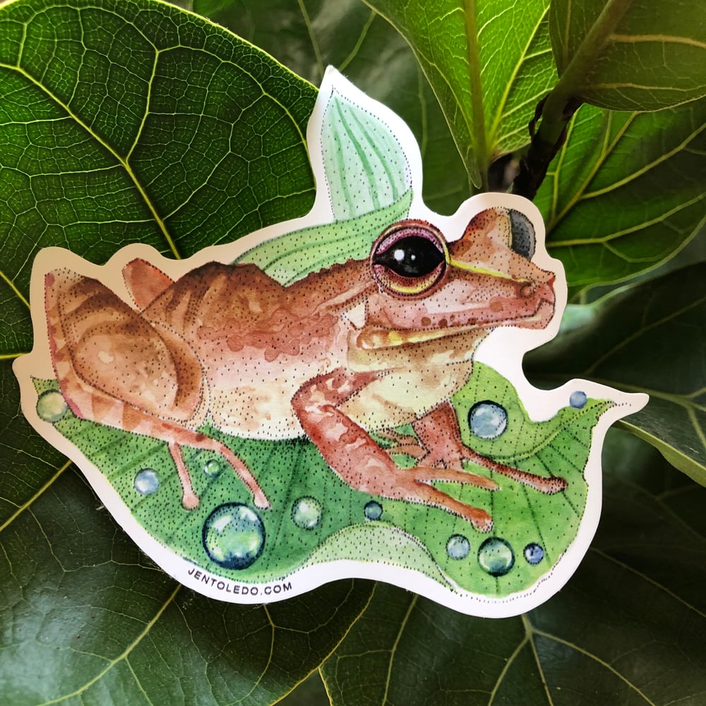 Image of Coqui Frog Sticker