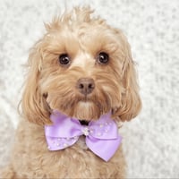 Image 4 of AUDREY BOW