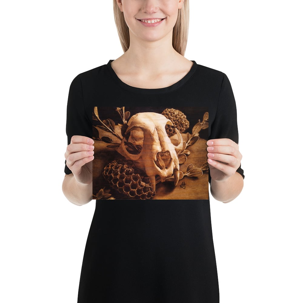 Photo Print: Bobcat Skull and Honeycombs