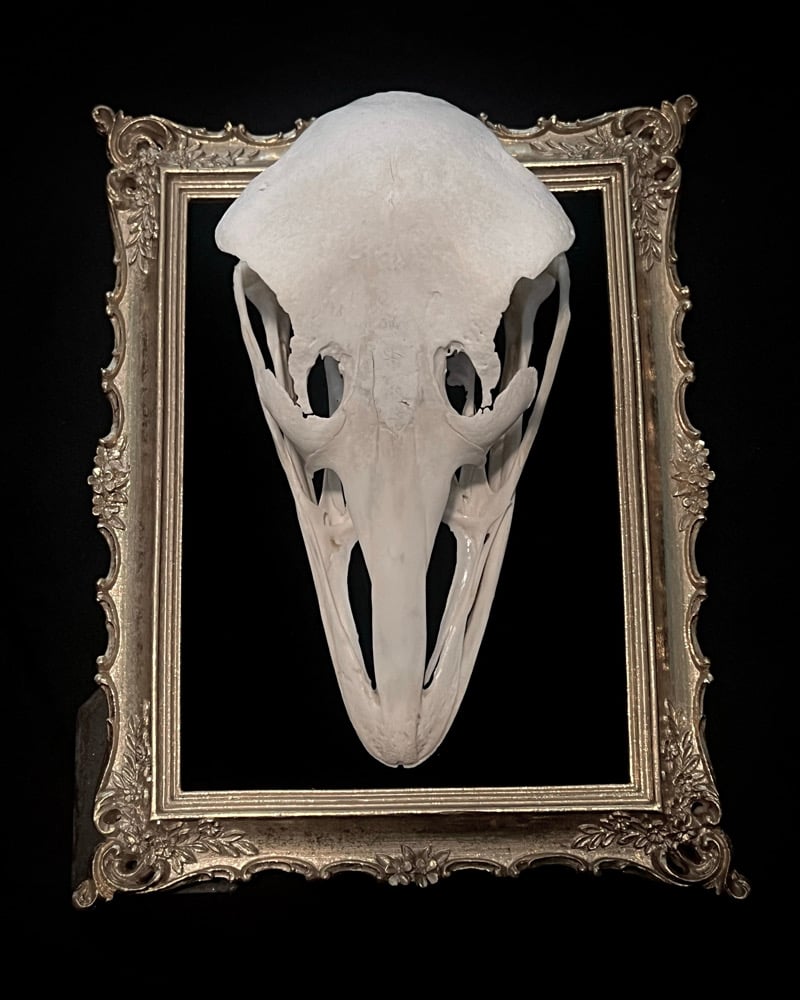 Image of Ostrich Skull 
