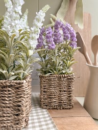 Image 3 of Potted Lavender