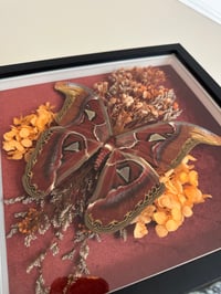 Image 2 of Atlas Moth Frame