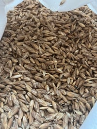 Wheat spelt seed