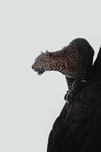 Image 1 of Climber
