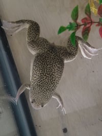 Image 5 of Pair of African Clawed Frogs