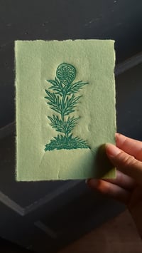Image 2 of Uncoiling Ferns 