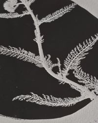 Image 5 of Achillea • Monotype paper print