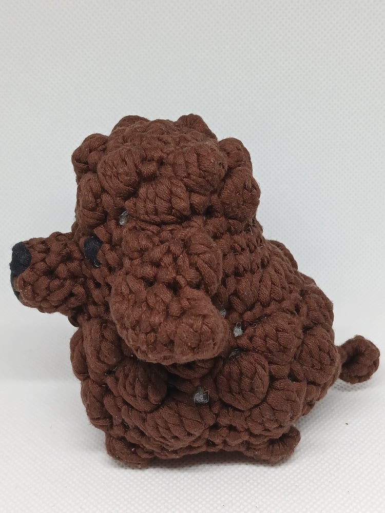 Image of Toy Poodle 