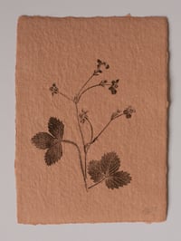 Image 2 of Wild Strawberry - Original Monoprint