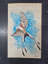 Image 3 of Tahlequah ScissorTail 
